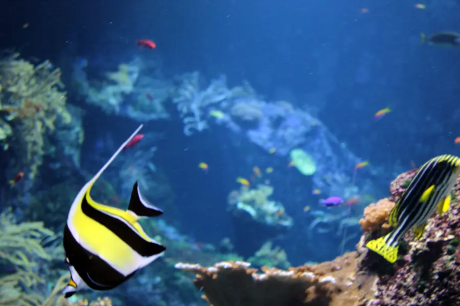 Aquarium de Biarritz - Musée de la Mer