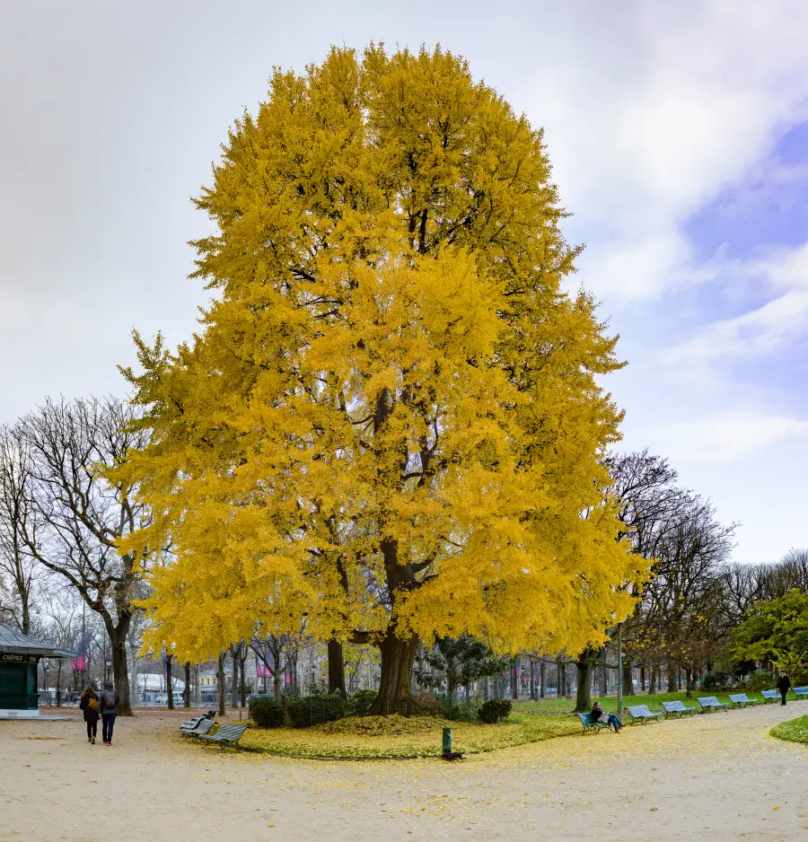 Jardins des Champs-Élysées
