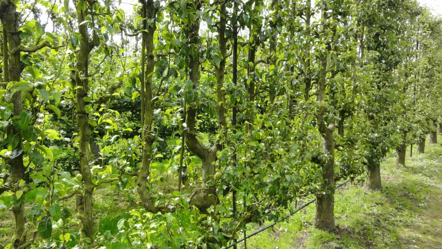 Potager du Roi